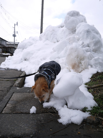 ( ここ 重要だ )