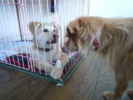 ( おらに用らしいだよ )