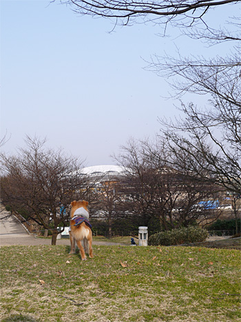( おーーい )