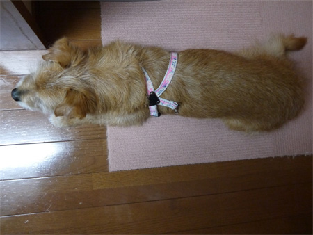 ( 写真判定 )