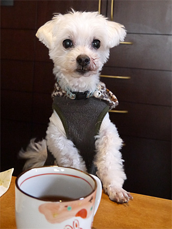 ( ボクも食べた♪ )