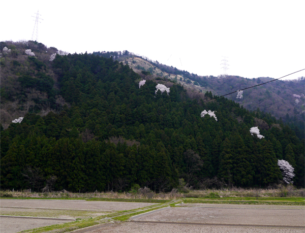 ( 山桜、ちらほら )