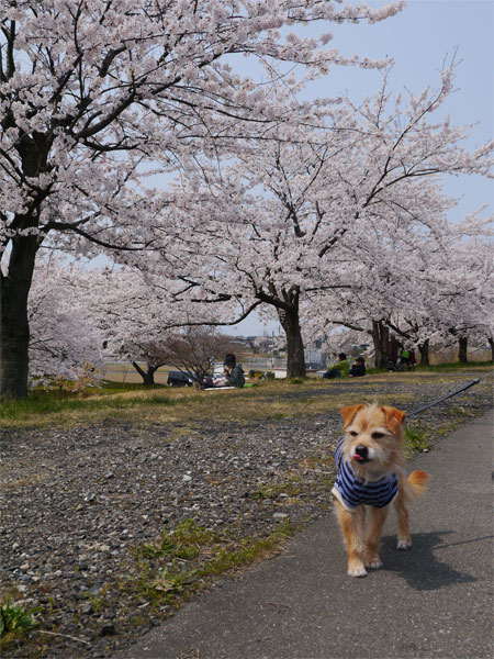 ( お花見してるだよ )