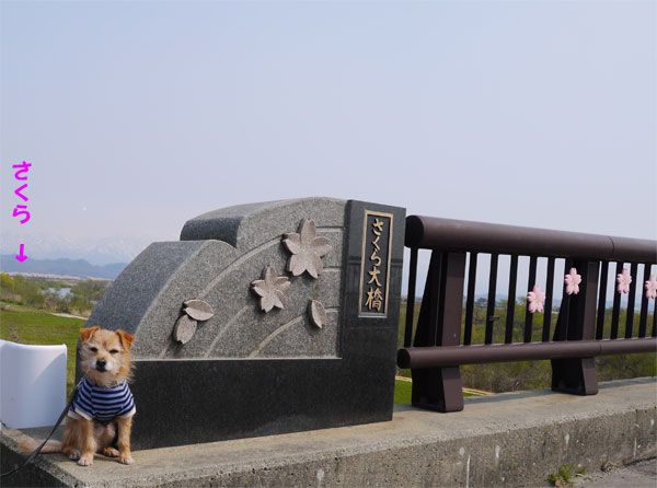 ( また さくらだか?)