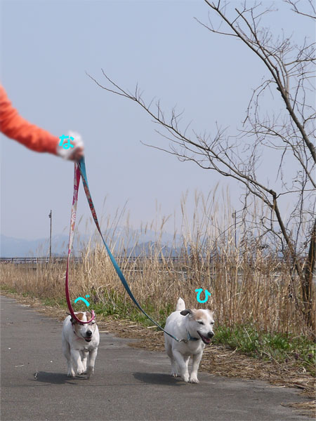 ( ベキちゃん、ひまわりちゃん )