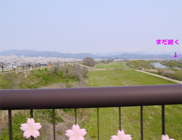 ( 橋の欄干にも桜 )