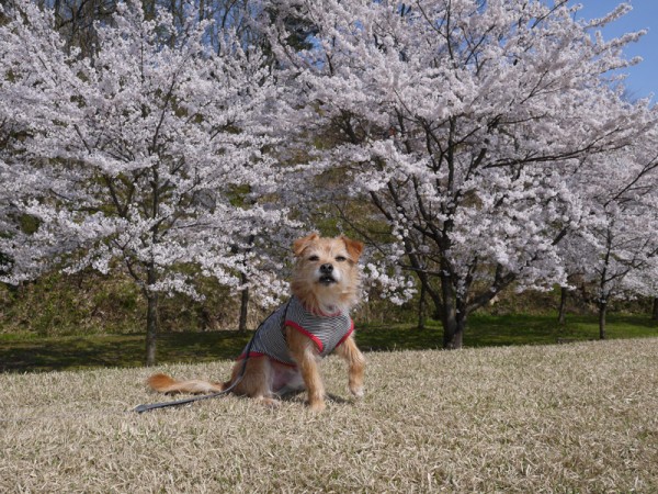 ( がんばるオラ )