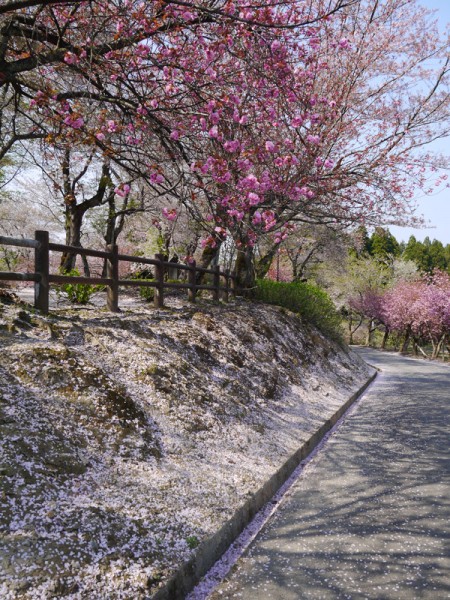 ( 地面が白い? )