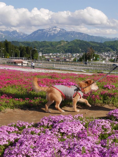 ( またおらの出番だ♪ )