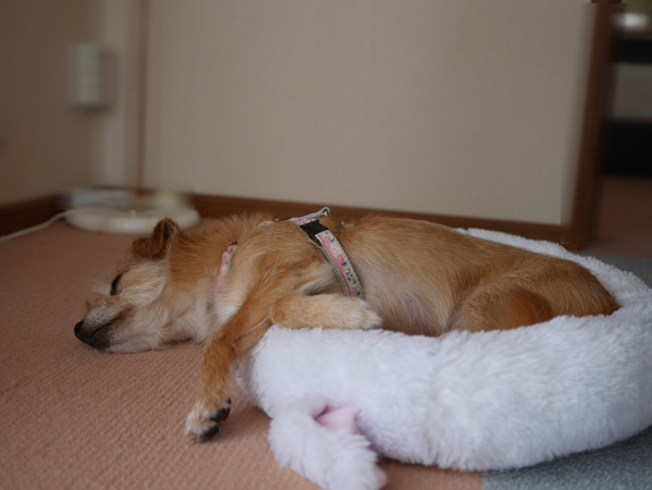 ( ZZZZZZ )