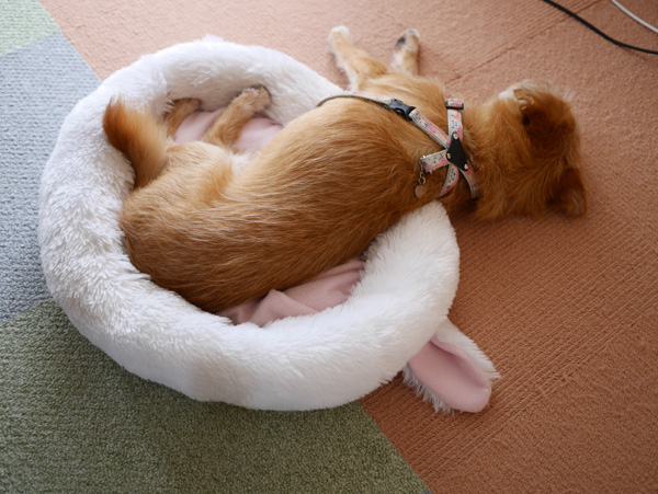 ( ZZZZZZ )