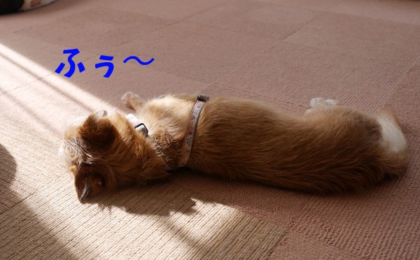 ( イメージ画像です )