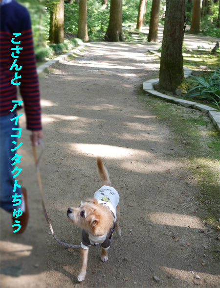 ( 遠慮しないでよこすだよ )