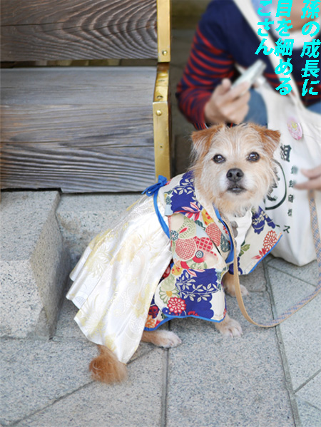 ( 千歳あめ、どうしただ )