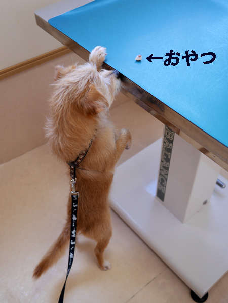 ( 軟骨ジャーキーだ!)