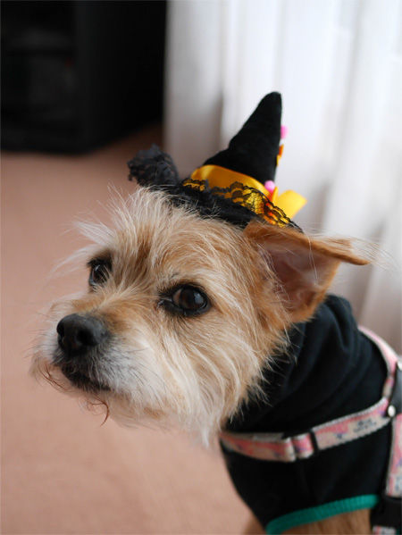 ( はっぴぃ、ハロウイン )