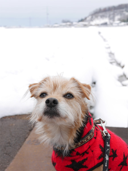 ( 雪景色見せるだよ )