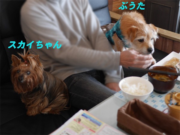 ( いいじゃ〜ないのぉ〜だ )