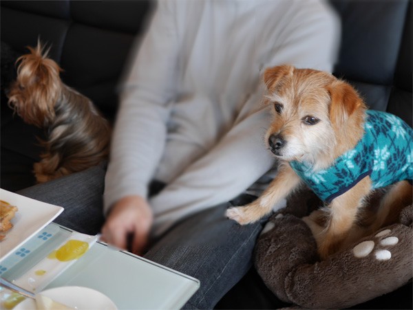 ( 犬が来るだよ )