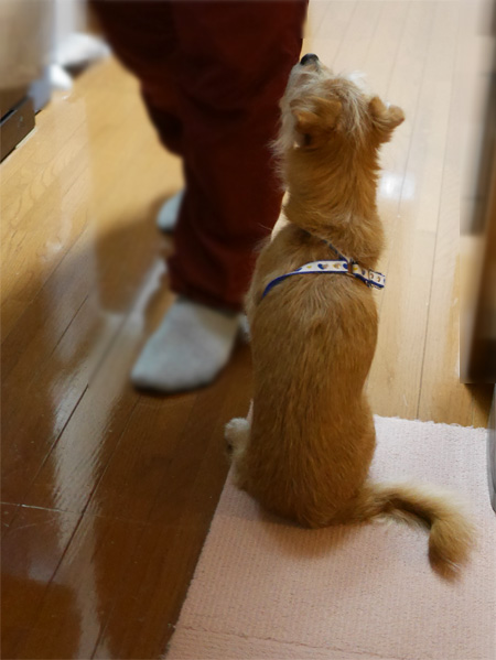 ( 冷蔵庫から出すだよ )