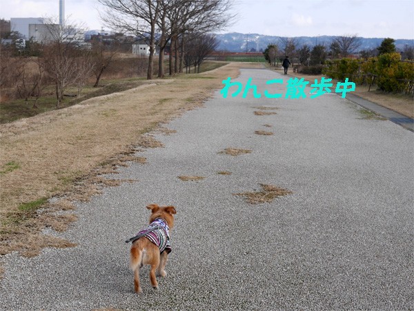 ( 犬だ。。。 )