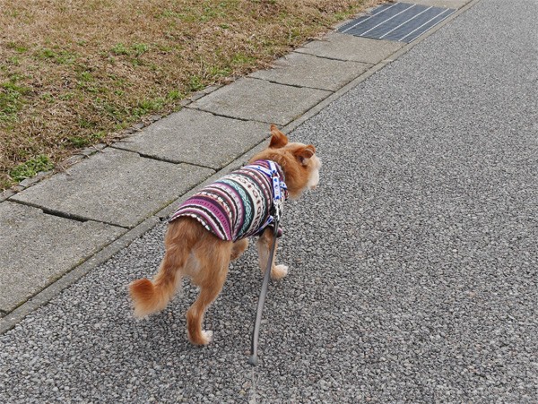( また犬が散歩してるだ )