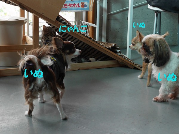 ( どうする? どーぞ、どーぞ )