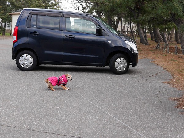 ( 車に乗るだよ )