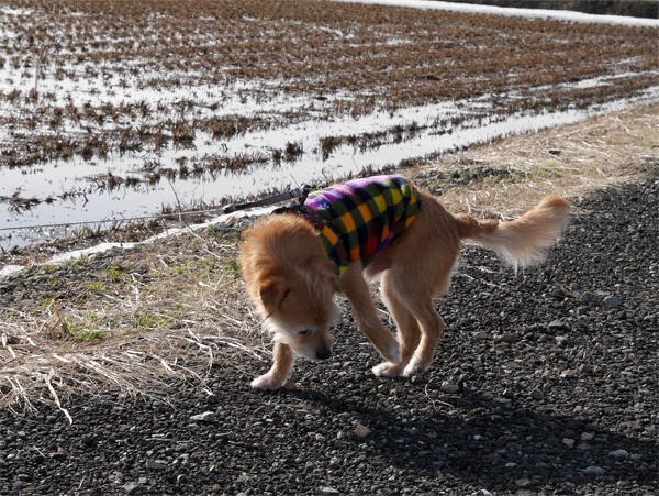 ( いや、おらは趣味じゃないから )