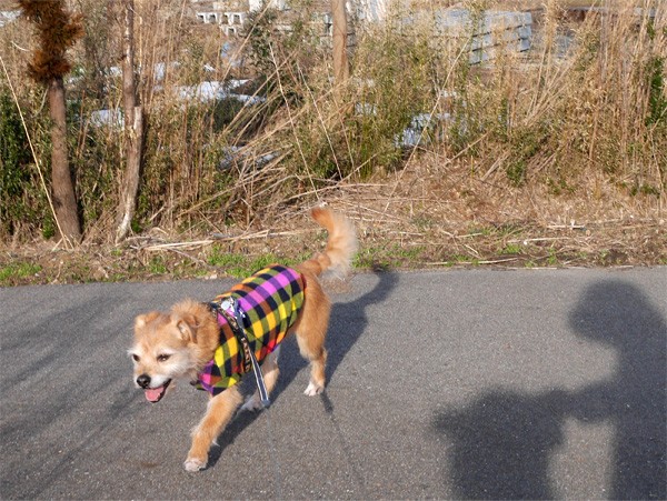 ( ふふんふん♪ )