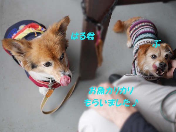 ( おかわり! )