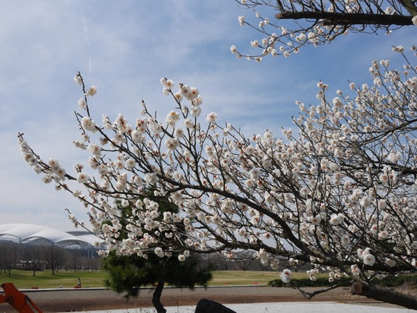 ( 県立スポーツ公園の梅 )