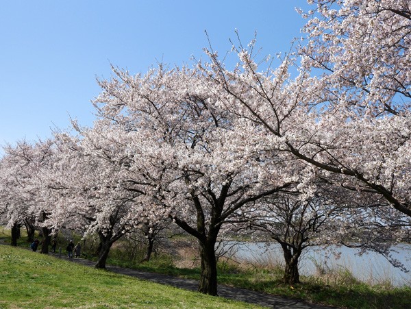( 桜並木なのに )
