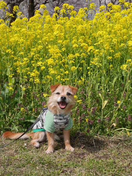 ( 菜の花、最高だ!)