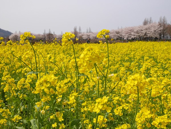 ( 菜の花、むんむん。)