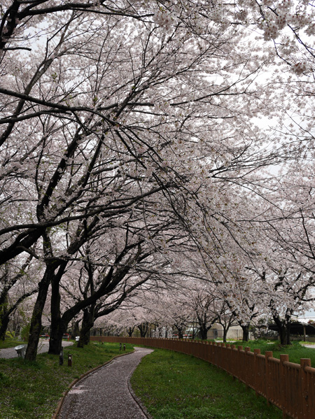 ( 加治川堤の公園は桜吹雪 )