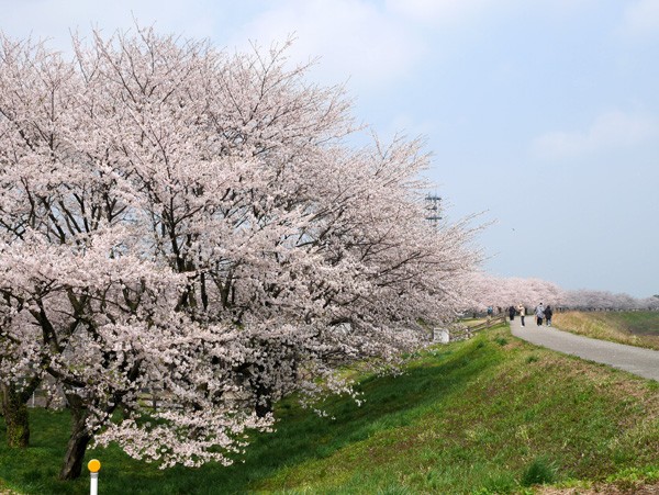 ( 加治川堤は満開!)