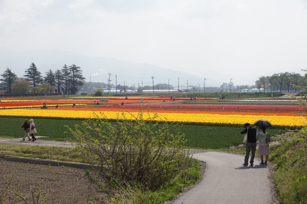 ( 新潟県五泉市の畑 )