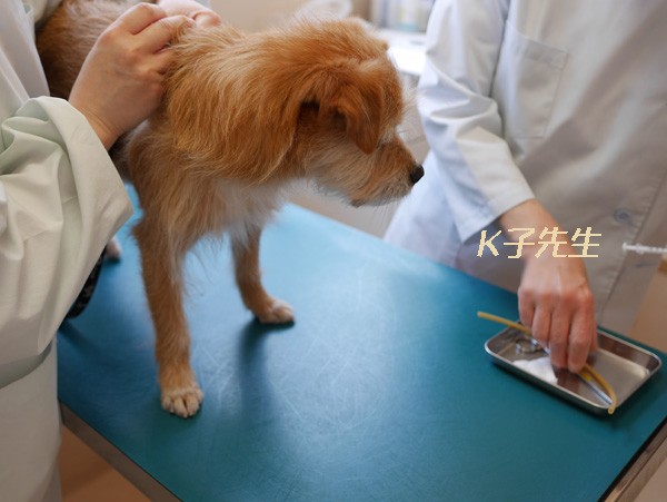 (今日のおやつは、これだか?)