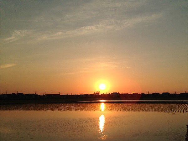 ( 田んぼに夕日 )