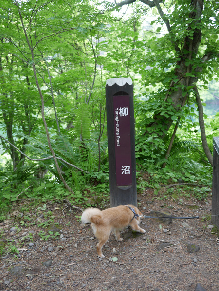 ( くんくん、オラを呼んでるだ )