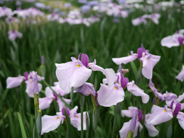 ( これも 菖蒲 )