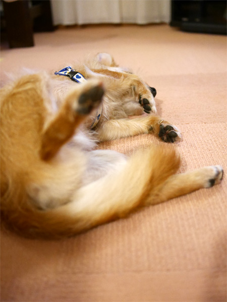 ( ごろん ごろん )
