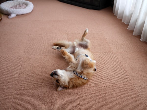 ( Zzzzzzz )