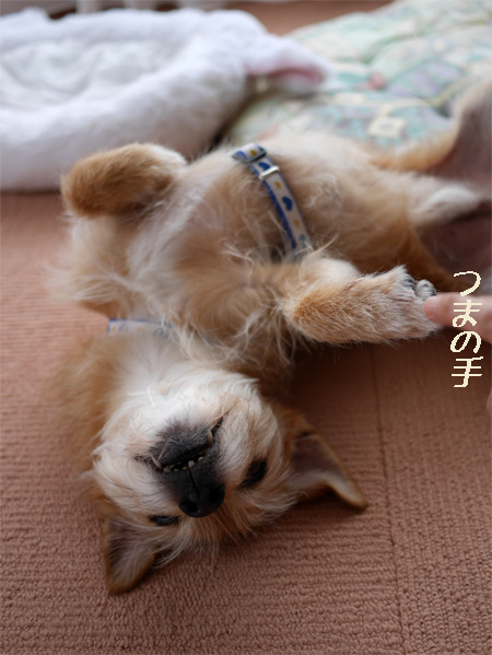 ( つんつん )