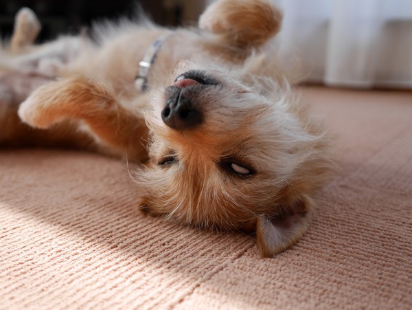 ( 眠ってるだよ )