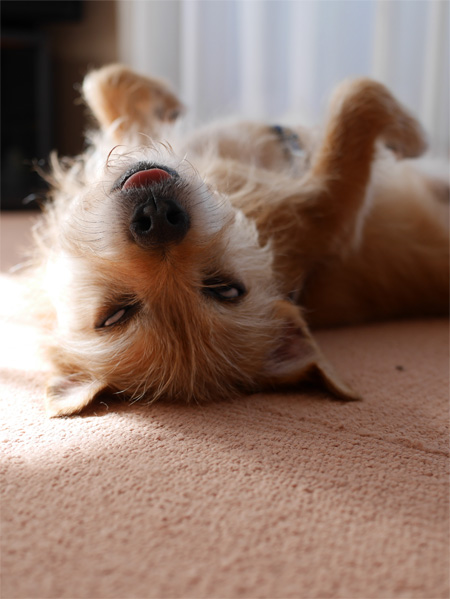 ( ZZZzzzzz )