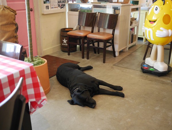 ( 看板犬の黒ラブ アロハちゃん )