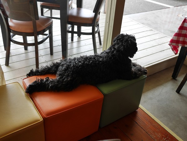 ( 看板犬ジャック君 )
