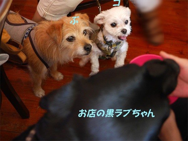 ( ランチだ、ランチだ♪ )